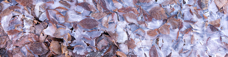 Banner 4:1 with yellow autumn leaves and ice floes