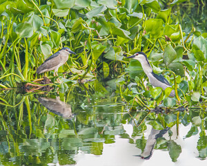 A pair of black Crowned night heron in a lake
