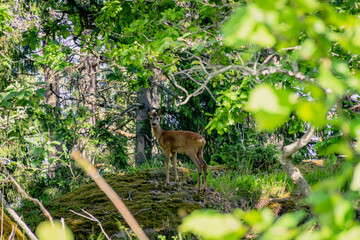 Biche dans l'archipel de Stockholm