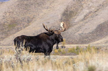 Bull Shiras Moose During the Rut in Grand Teton National Park Wyoming in Autumn