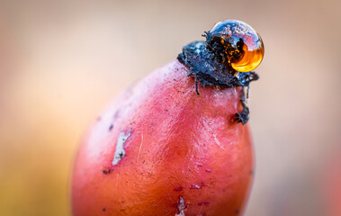 Rosehip secretion macro close up shot