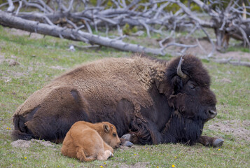 american bison in park national park, american bison in park, american bison, Yellowstone National Park