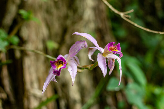 Flor de orqu&iacute;dea violeta en bosque de niebla