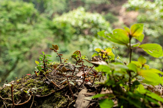 Plantas creciendo sobre un tronco