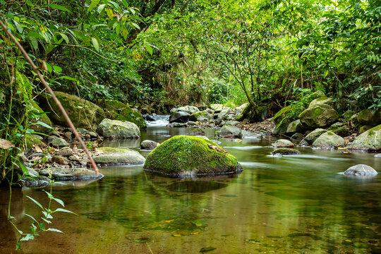 R&iacute;o en bosque mes&oacute;filo de monta&ntilde;a