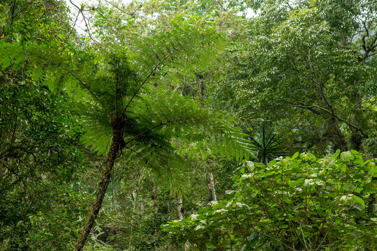 Helecho arborescente en bosque de niebla