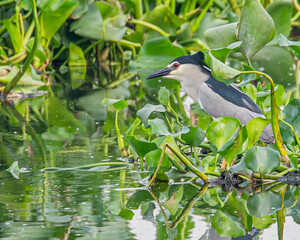 A Black crowned night heron searching for food in lake