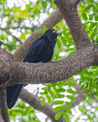 A Asian koel resting in shade of tree