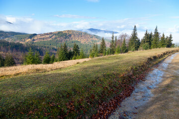 Mountain landscape, view of foggy mountains with spruce forests from a road, young spruce trees in the foreground, sunny autumn day. Ukraine, Carpathians.