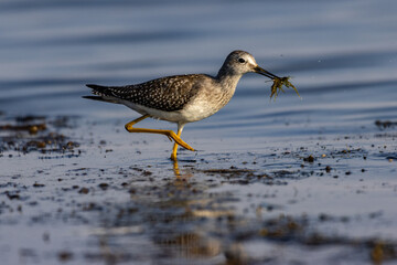 Lesser Yellowlegs 