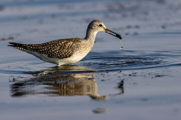 Lesser Yellowlegs 
