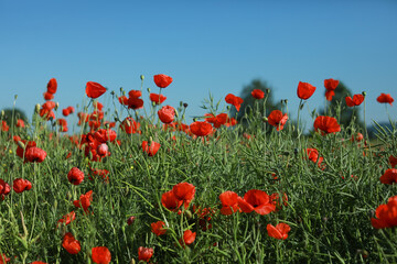 Fototapeta na wymiar poppies in the field, flower meadow