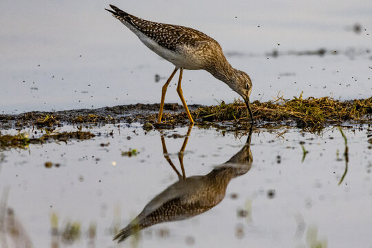 Lesser Yellowlegs 