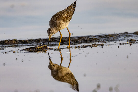 Lesser Yellowlegs 