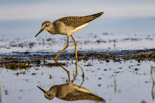 Lesser Yellowlegs 