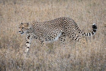 Cheetah in Serengeti National Park