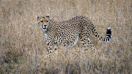 Cheetah in Serengeti National Park