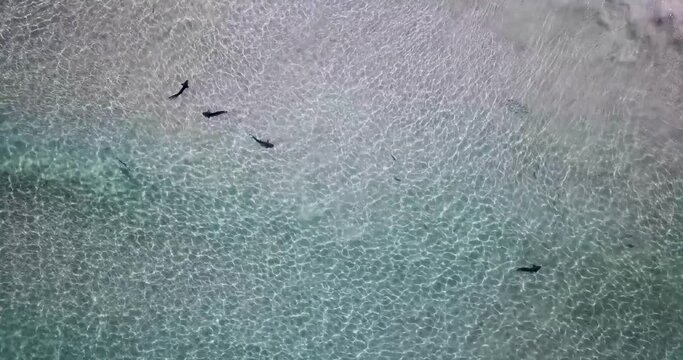 Top down view of Leopard Sharks swimming in the shallow shoreline in La Jolla Shores, California