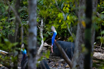 A mighty beautiful bird- cassowary hidden among the lush vegetation of the Daintree rainforest in Queensland, Australia. Symbol of Tropical North Queensland
