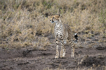 Cheetah in Serengeti National Park