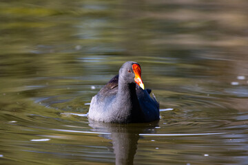 One of the australian most common water birds-Dusky Moorhen swimming in small pond in Sydney, Australia