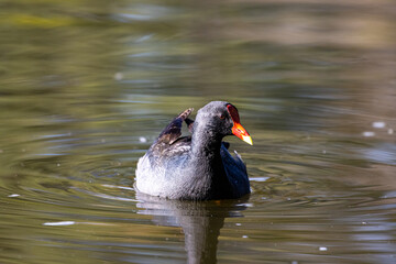 One of the australian most common water birds-Dusky Moorhen swimming in small pond in Sydney, Australia