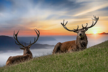 2 Hirsche im Nebel mit Sonnenuntergang

