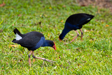 Beautiful colorful large waterhen- Australasian Swamphen (Pūkeko) walking in the grass using its massive legs in search of  food. Spotted in Queensland, Australia. Birds of Australia
