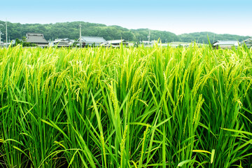Fototapeta premium 里山の風景