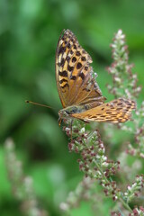 Fototapeta na wymiar butterfly in nature of slovakia in summer