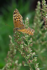 butterfly in nature of slovakia in summer