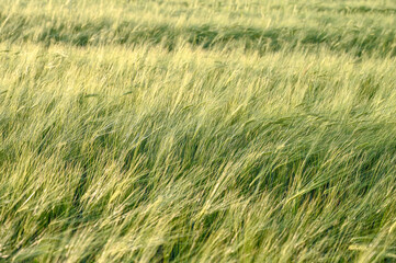 Fototapeta premium Wheat field in summer. Cereals. 