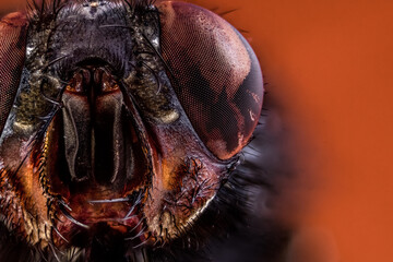 close up of a head of a fly