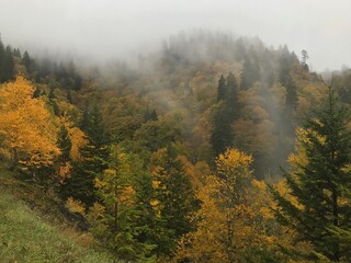 Fog raising from a valley in Smoky Mountains National park. Fall colors.