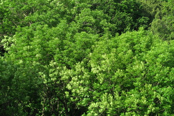 Fototapeta na wymiar slovakia location in nature with green forest in slovakia