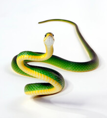 Florida Rough Greensnake // Raue Grasnatter (Opheodrys aestivus carinatus)