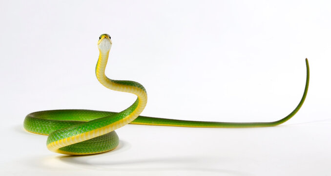 Raue Grasnatter // Florida Rough Greensnake (Opheodrys aestivus carinatus)