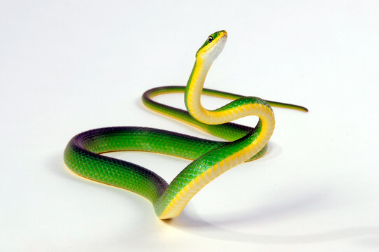 Florida Rough Greensnake // Raue Grasnatter (Opheodrys aestivus carinatus)