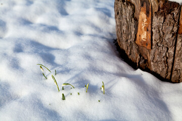 Close up photo of blooming snowdrop flowers in thick snow under a spruce tree, sunny early spring day. Ukraine.