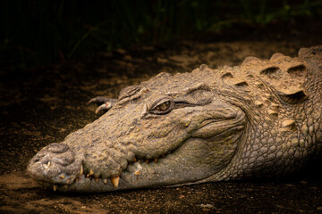 Obraz premium crocodile in a national park 