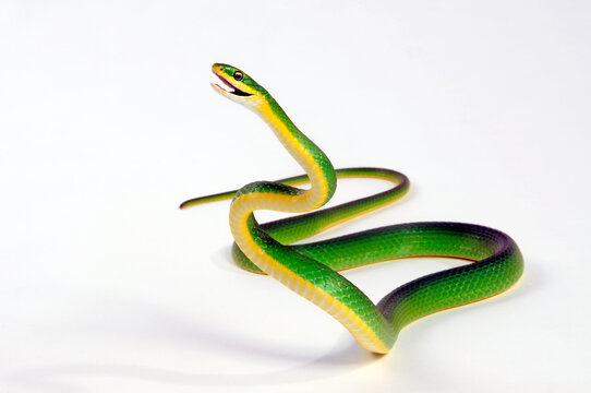 Raue Grasnatter // Florida Rough Greensnake (Opheodrys aestivus carinatus)