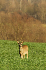 White-tailed deer on a green field