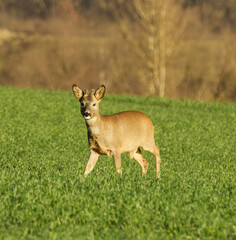 White-tailed deer on a green field