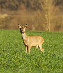 White-tailed deer on a green field