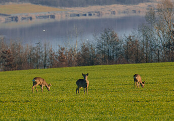 Naklejka na ściany i meble White-tailed deer on a green field