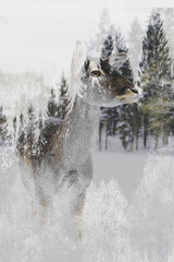 Deer in winter forest
