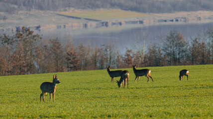 White-tailed deer on a green field