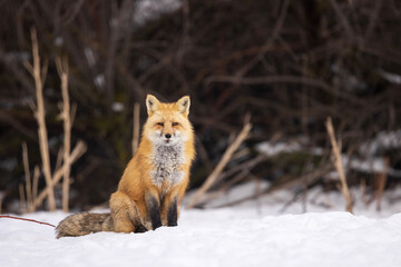 Fototapeta premium red fox sitting