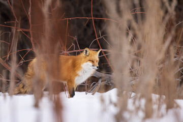 fox in the snow