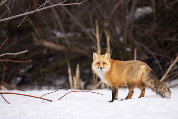 red fox side profile
